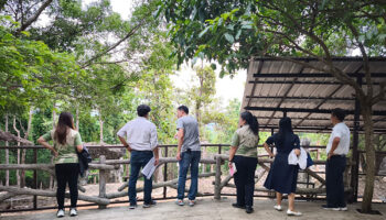 Зоопарк Чиангмая примет двух новых панд из Китая