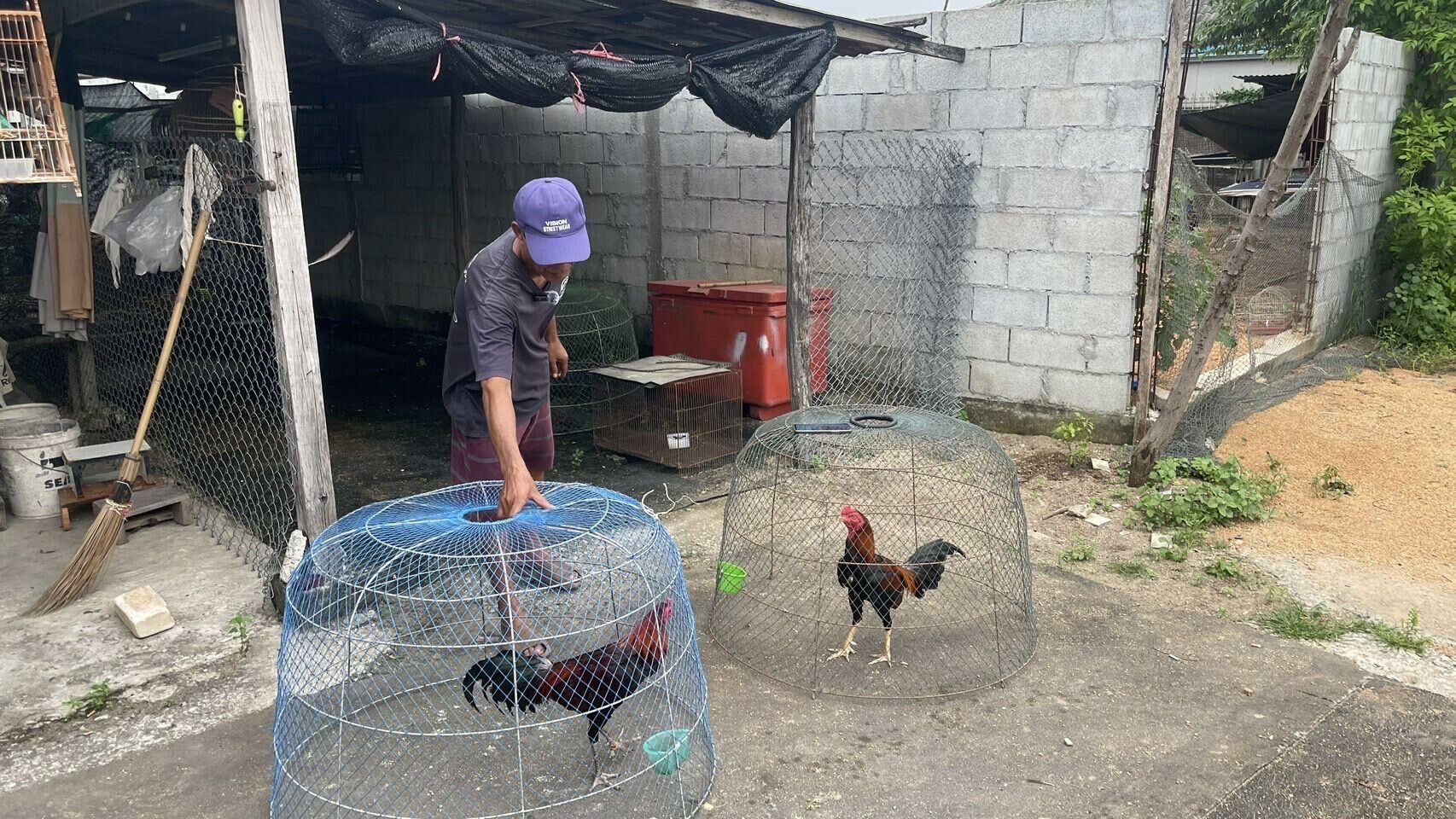 Игра с птицами: паттайские птичьи бандиты взъерошивают перья во время дерзкого ограбления