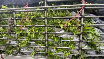 Камбоджа угрожает запретом на тайские фрукты на фоне продолжающегося нарастания напряженности