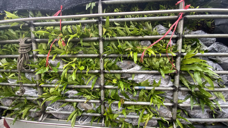 Камбоджа угрожает запретом на тайские фрукты на фоне продолжающегося нарастания напряженности