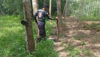 Кобра-царь поедает змею на тайской плантации, вызывая тревогу у рабочих