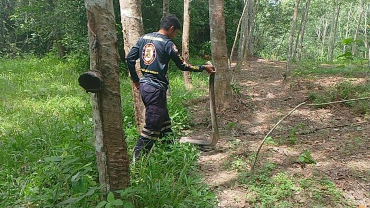 Кобра-царь поедает змею на тайской плантации, вызывая тревогу у рабочих