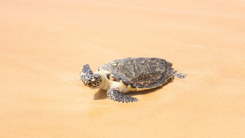 Молодые и взрослые черепахи отправились в море на Пхукете