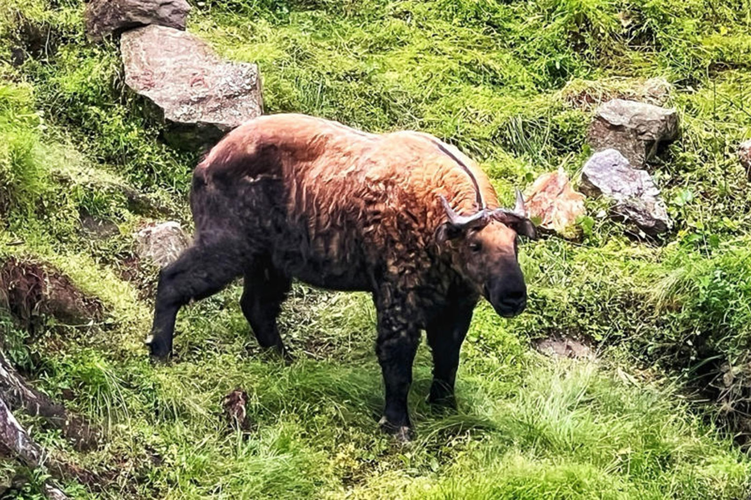 Монарх Бутана подарил Таиланду двух такинов, их национальных животных 
