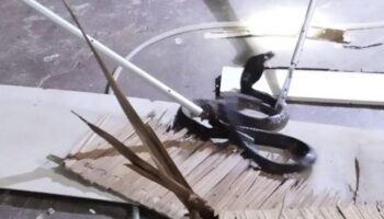 Моноклевую кобру поймали в Раваи