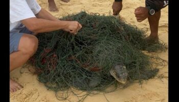 Морская флора и фауна Пхукета в кризисе, поскольку биологи спасают виды