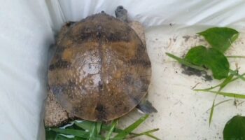 Мужчина из Фаяо находит счастливую мягкую черепаху в своем доме