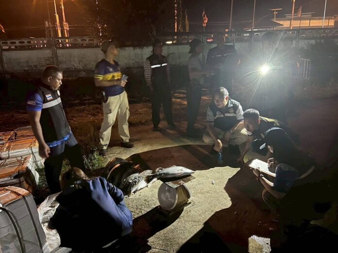 Незаконно пойманный белый морской окунь стоимостью 600,000 бат изъят в Наратхивате