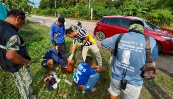 Отчаявшаяся Thai мать умоляет arrested своего сына после того, как он обменял дурианы на Ябу.