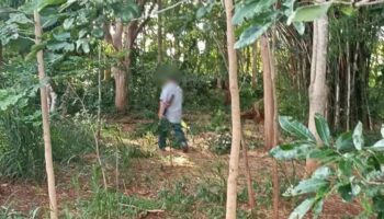 Официальные лица по охране дикой природы будут преследовать преступника, расстрелявшего раненого слона в Кхао Яй.