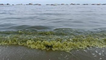 Пляж Паттайи становится зеленым: Цвітение планктона вызывает панику