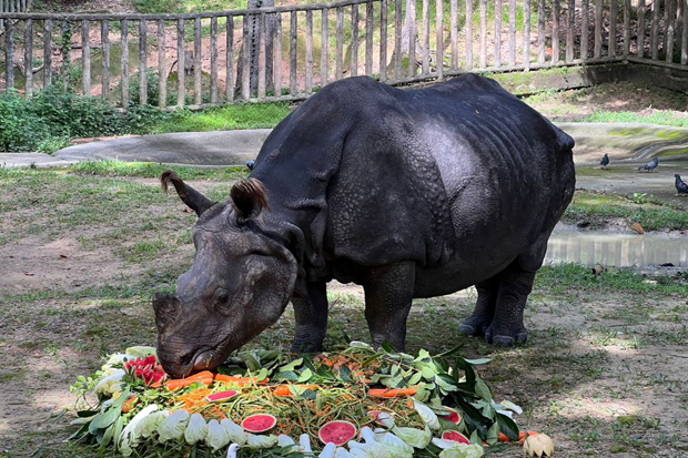 Посетители зоопарка оплакивают смерть единственного индийского носорога Таиланда