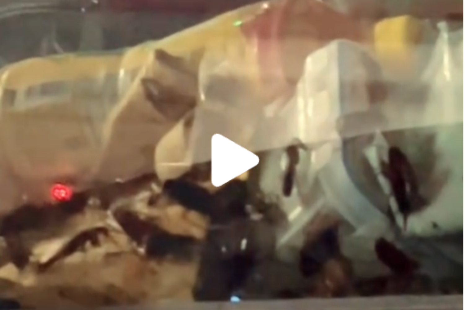 Припаркованный автомобиль, кишащий тараканами, приводит пользователей сети в содрогание