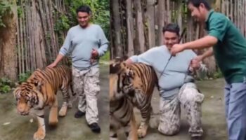 Пхукетский Tiger Kingdom заявил, что нападение тигра на туриста произошло в другом тигрятнике