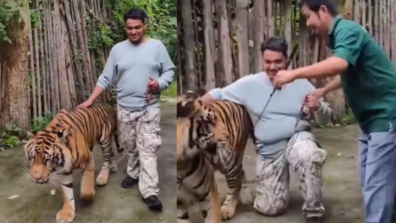 Пхукетский Tiger Kingdom заявил, что нападение тигра на туриста произошло в другом тигрятнике