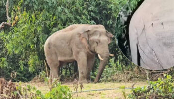 Расследование дикой слоновой знаменитости по подозрению в ранениях от огнестрельного оружия