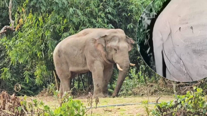 Расследование дикой слоновой знаменитости по подозрению в ранениях от огнестрельного оружия
