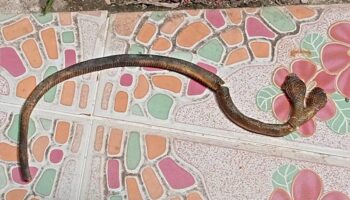 Семья находит редкую змею с двумя головами в доме в Чианг Мае