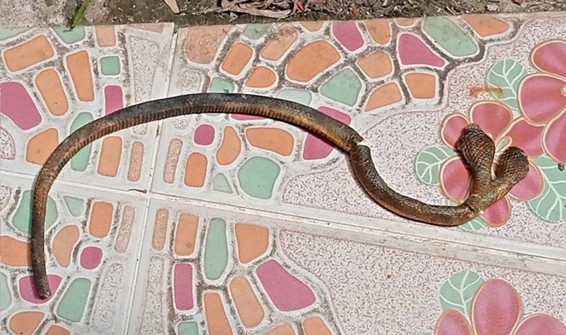 Семья находит редкую змею с двумя головами в доме в Чианг Мае