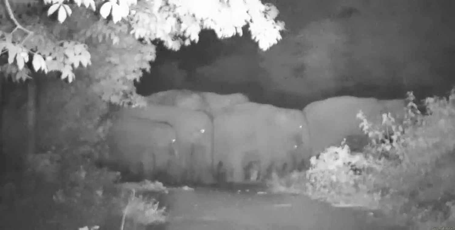 Сотрудники парка прогоняют большое стадо слонов с сельскохозяйственных угодий