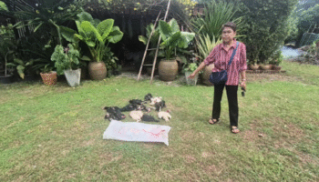 Спор о курицах в Удоне Тхани разрешён после вмешательства полиции