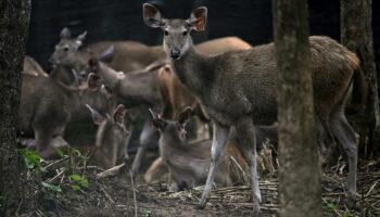 Таиланд благодарит выпуск добычи за «необычное» восстановление тигров