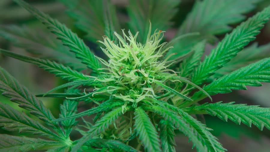 Таиланд готов повторно криминализировать каннабис для не медицинского использования