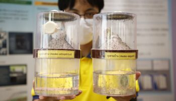 Таиланд объявил войну денге с помощью программы бесплатной вакцинации