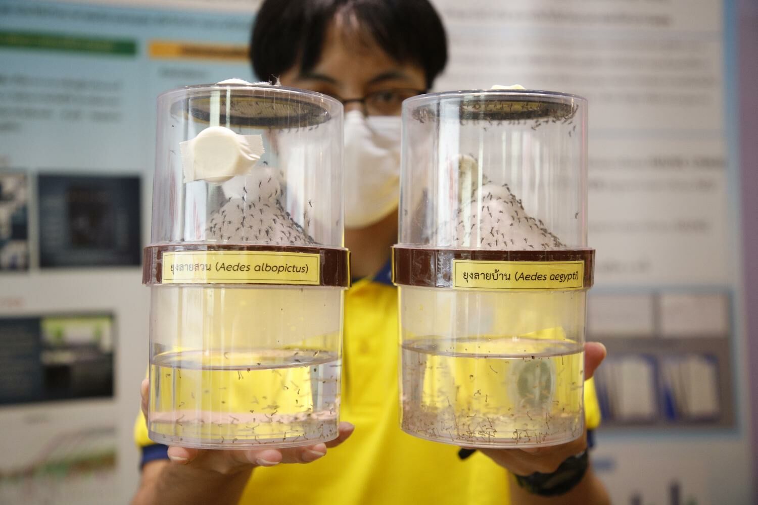 Таиланд объявил войну денге с помощью программы бесплатной вакцинации