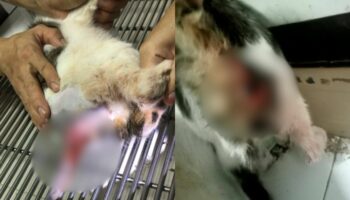 Тайская пара жестоко напала на кошку и ее хозяина в Бангкоке