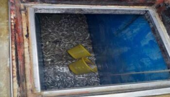 Трое рыбаков погибли от токсичного газа на тайском рыболовном судне