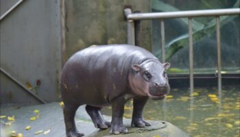 Умирающему ребенку исполнилось последнее желание - навестить Му Дэна