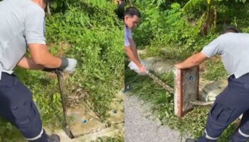 Упитанный питон застрял в крышке уличной канализации