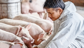 Фермеры-свинари Таиланда бьют тревогу – импорт свинины из США угрожает национальной продовольственной безопасности