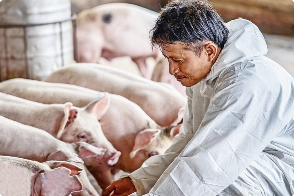 Фермеры-свинари Таиланда бьют тревогу – импорт свинины из США угрожает национальной продовольственной безопасности