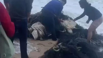 Черепаха, спасенная из старой рыболовной сети, другая умерла