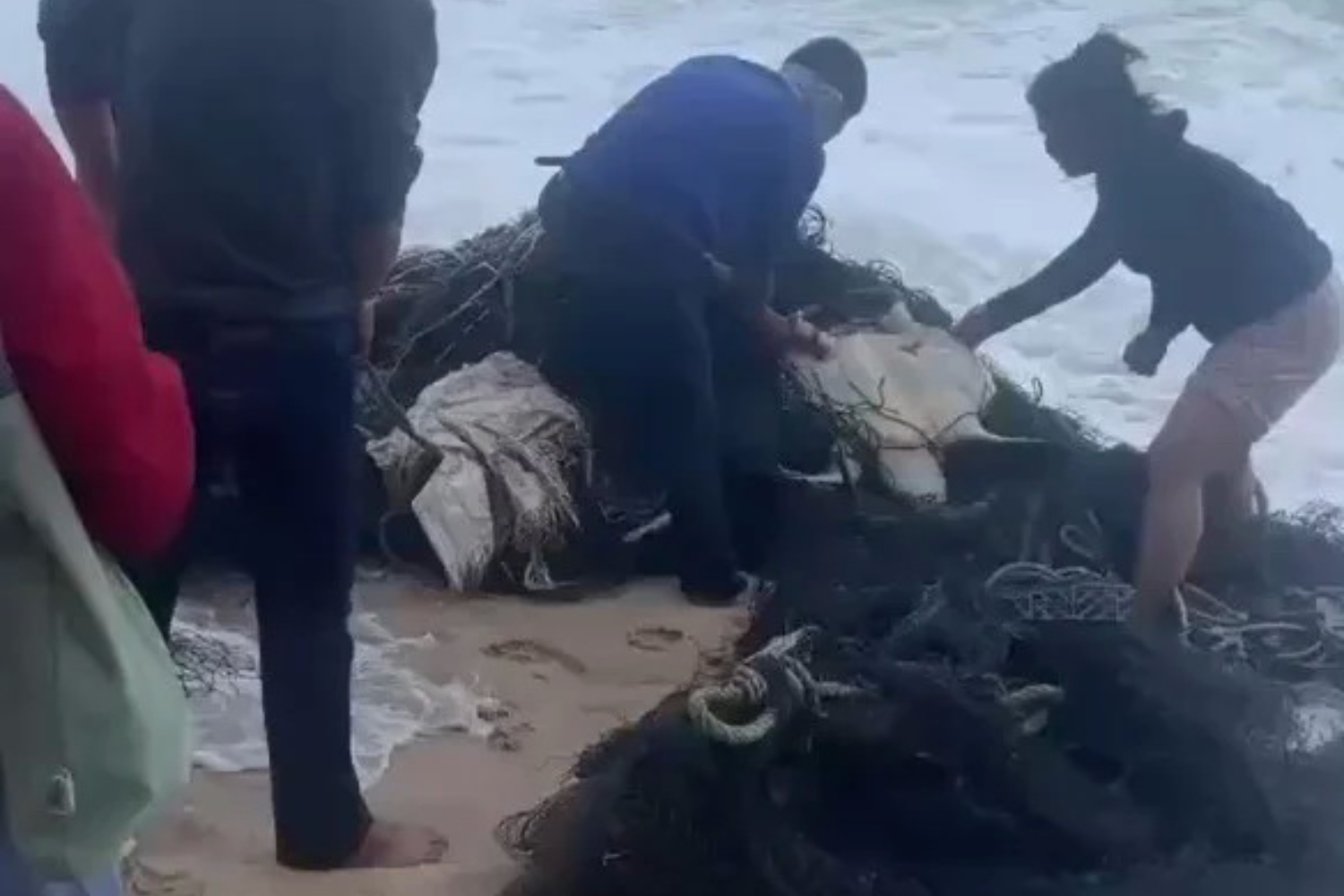 Черепаха, спасенная из старой рыболовной сети, другая умерла