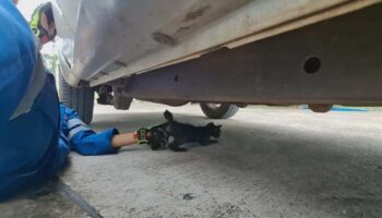 Чёрный котёнок выжил в 240-километровой поездке под машиной и нашёл постоянный дом в Удонтхани