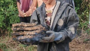 2-летний тайский мальчик погиб в результате нападения шершней, отец ребенка серьезно ранен