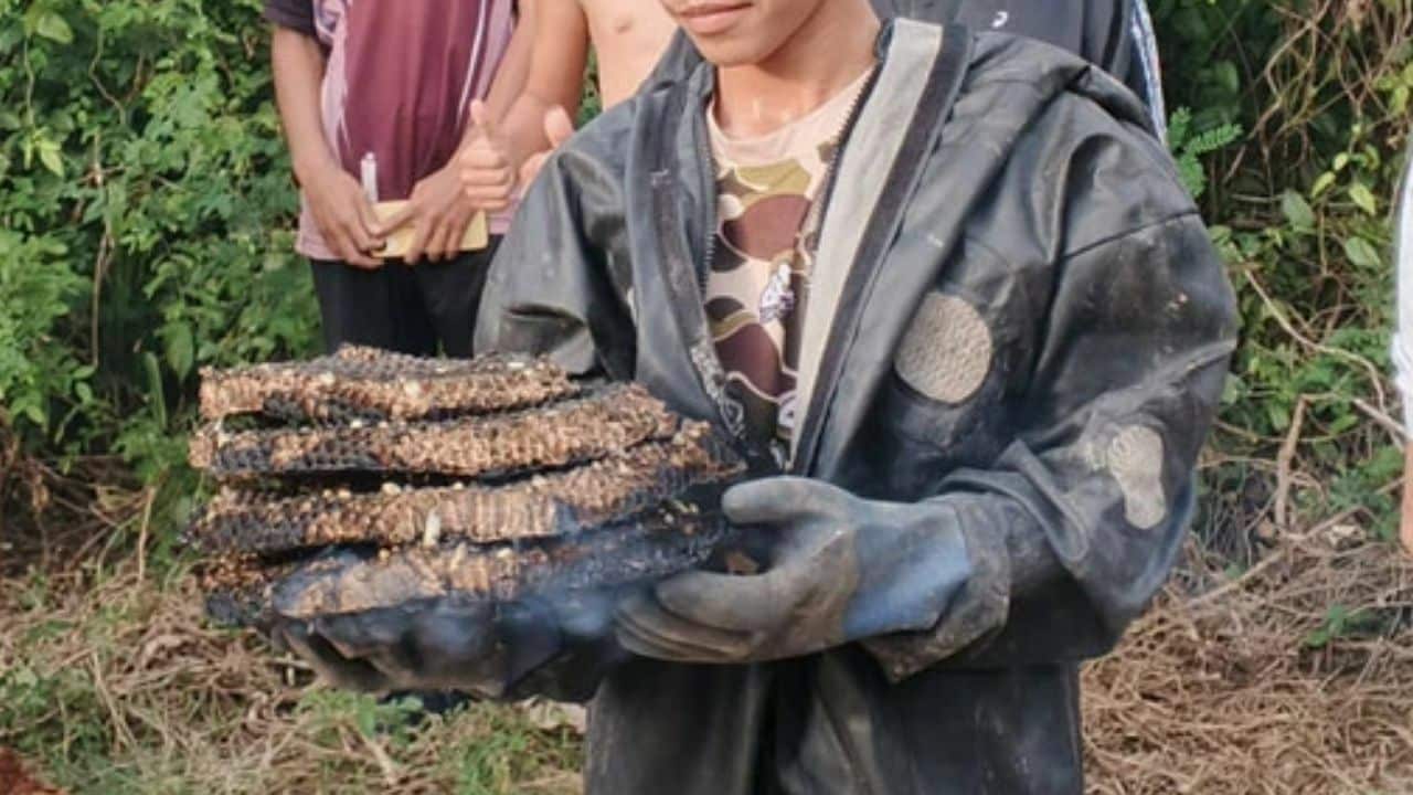2-летний тайский мальчик погиб в результате нападения шершней, отец ребенка серьезно ранен