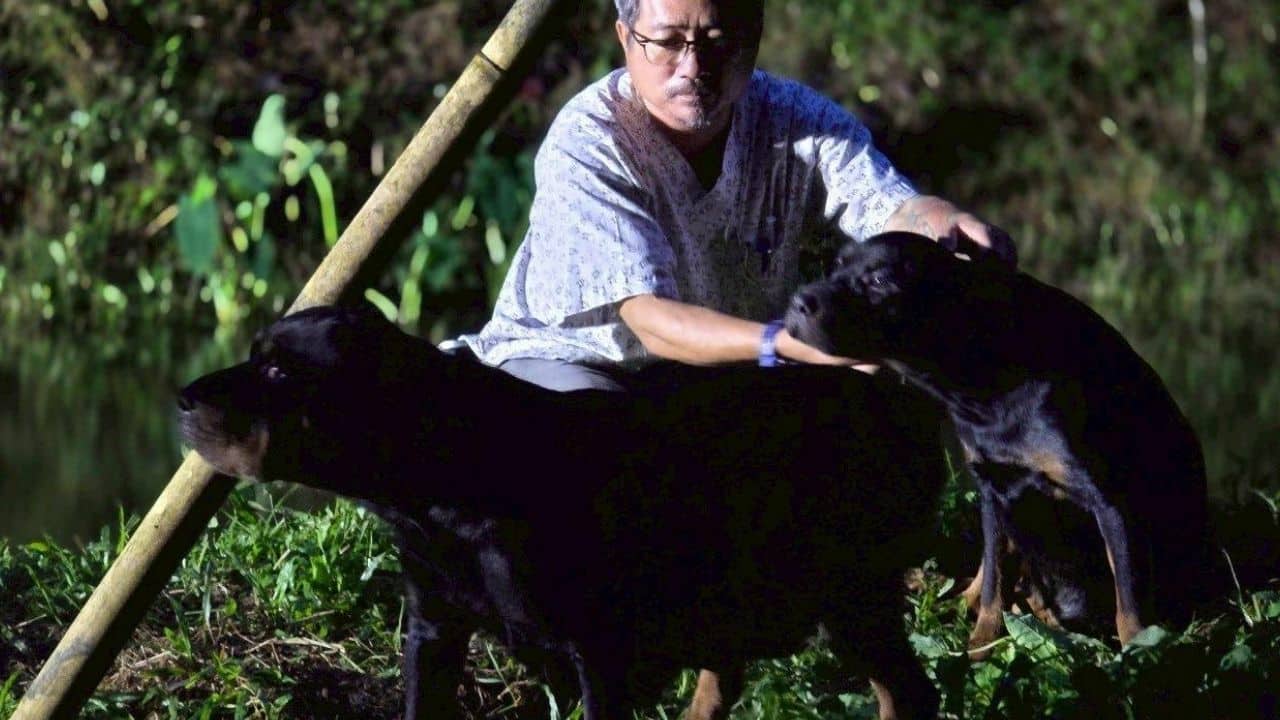 4 ротвейлера спасены после того, как их оставили умирать в лесу Чианг-Май