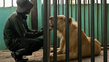 'Абсолютное безумие': проблема с львами в Таиланде