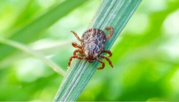 Британская мать предупреждает о смертельно опасном шрап-тыфе после поездки в Таиланд