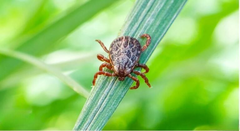 Британская мать предупреждает о смертельно опасном шрап-тыфе после поездки в Таиланд