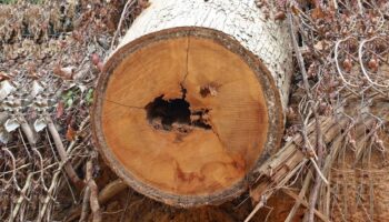 В Южном Таиланде раскрыта незаконная вырубка леса