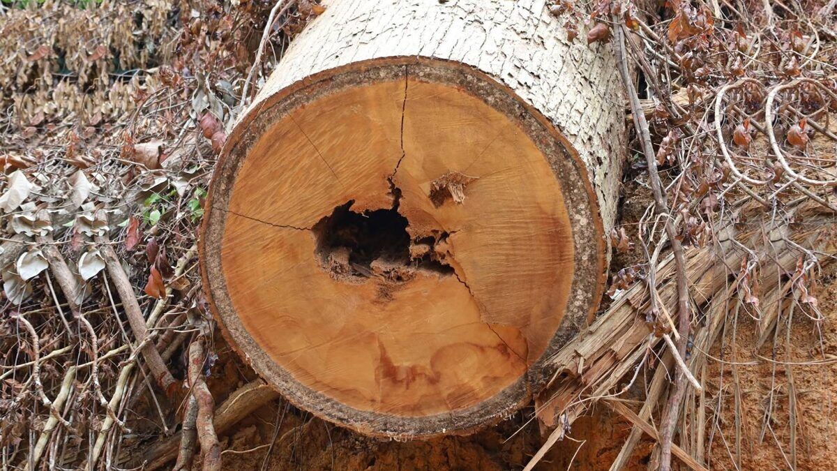 В Южном Таиланде раскрыта незаконная вырубка леса