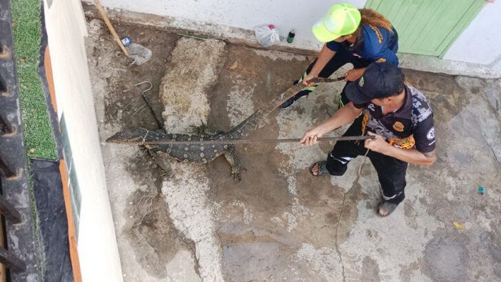 Власти Таиланда одобрили разрешения на разведение водных мониторов