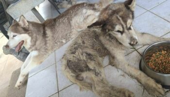 Вой стыда: Иностранца обвиняют в захоронении сибирского хаски заживо на Пхукете