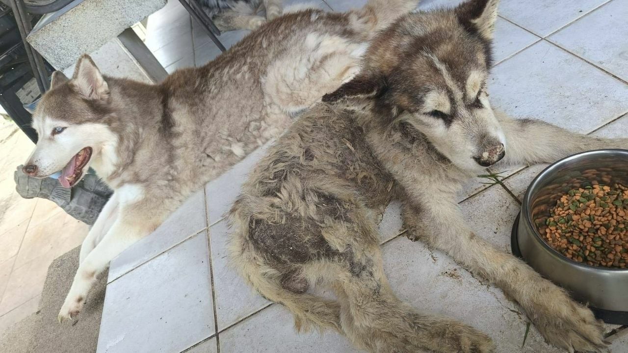 Вой стыда: Иностранца обвиняют в захоронении сибирского хаски заживо на Пхукете