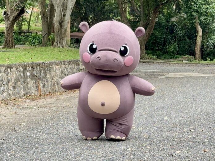 Гиппо-критически обученный! Зверинец проводит учения по побегу с поросячей звездой Му Дэнг (видео)